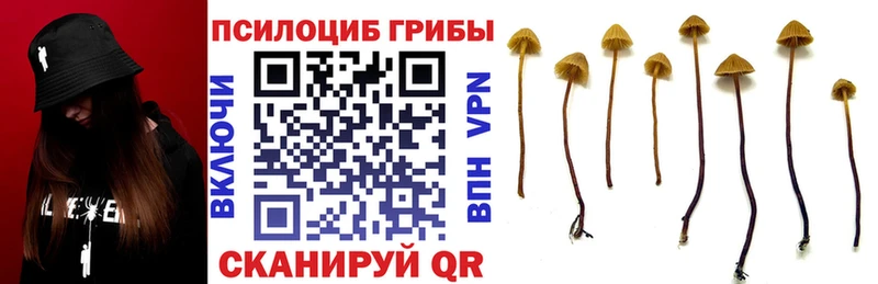 дарнет шоп  Бирюсинск  Псилоцибиновые грибы прущие грибы 